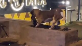 Moment Seekor Anjing Ini Menguburkan Kucing Yang Jadi Sahabatnya ????????