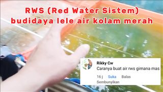 Kang, bagaimana cara buat RWS (Red Water Sistem)❓ Budidaya lele air kolamnya MERAH