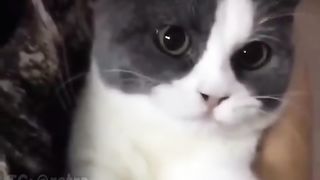 Musical performances of funny cats
