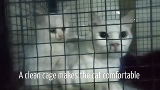 A clean cage makes the cat comfortable