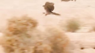 Rabbit and Eagle