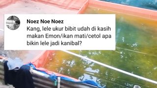 Apakah pakan alternatif jenis daging bisa menggugah KANIBALISME ikan lele makin ganas❓