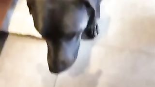 The food habit of the dog surprised me