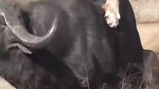 ????Lion bring ????down big Buffalo????