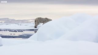 Hungry Polar Bear Ambushes Seal | The Hunt | BBC Earth