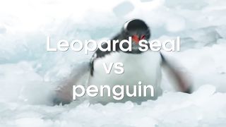 Tiny Penguin Makes a Deadly Dash From Giant Leopard Seal | Seven Worlds, One Planet | BBC Earth