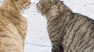 Funny cat ???? videos part 5