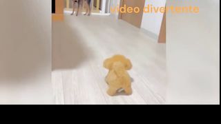 Dogs funny video