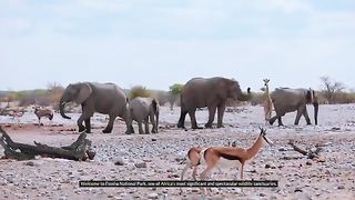 Etosha National Park