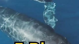 Top 5 animal that will extinct by 2050|#shorts #animals