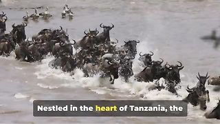 Serengeti national park