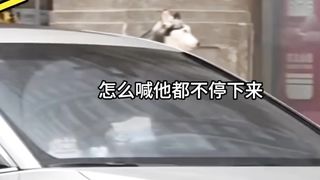 #dog #respect