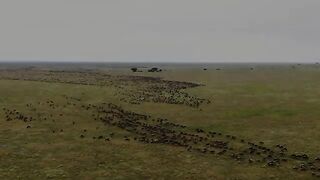 Serengeti great migration