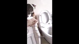 Funny cat Part 4