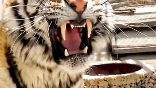 Angry Tiger ????