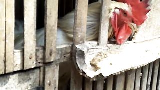 cattle Brahma chicken