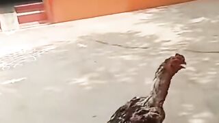 Черевики в промзона в Житомире