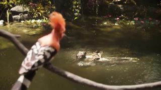 A child playing in the water with a forest bear - Jungle Book 4K HD