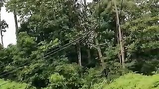road in forestry