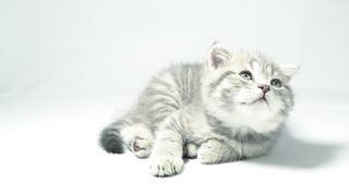 Sleepy kitten watching a toy behind the camera