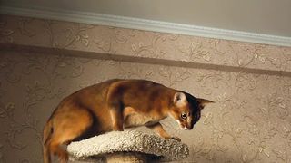 Kitten playing with a ball at home