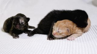 Cute little kittens on a white blanket