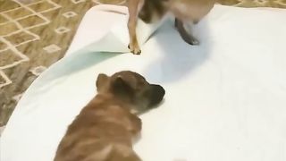 Wholesome video