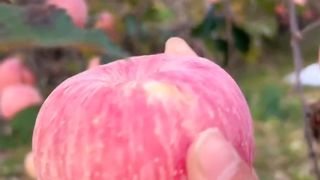 Appel Fuji