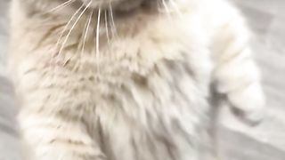 bagian 6| funny cats compilation
