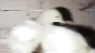 Little bil chicken