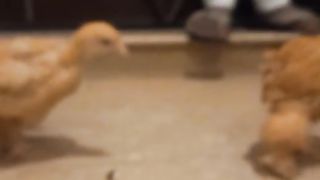 Son of Golden buff