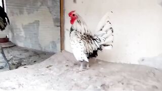 Gl ci Bi