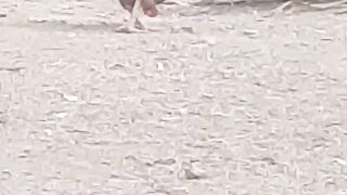 This is a hen