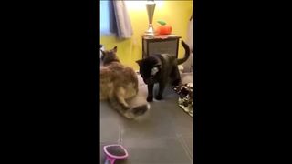 Funny cats Part 5