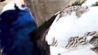 most rarest clips on internet   subhanallah  #shorts #clips