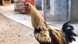 The rooster crows