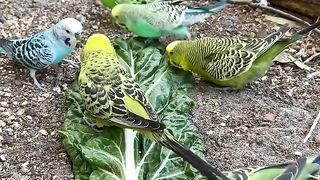 Leaf for a parrot