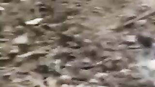 Pollito chiricano