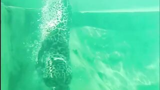 That's Why Jaguar Can Swim. Caiman vs Jaguar ????????