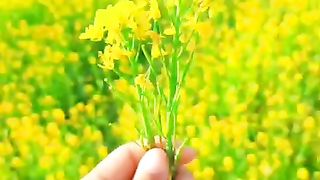 #Nature #mustard flower