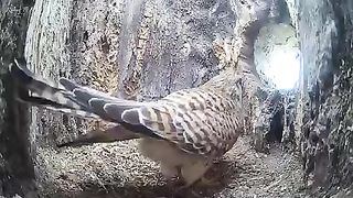 Documentary about Birds