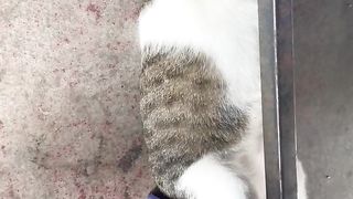 Kucing gendut