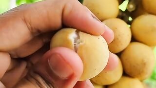 Duku Import