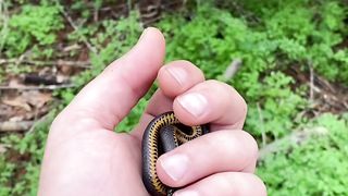 A few ringneck snakes in Louisiana ????