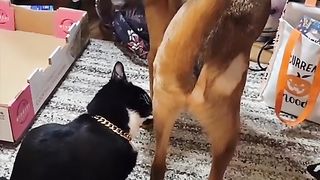 cat vlogcat vlog