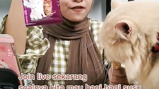 cat vlogcat vlogcat vlog