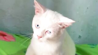 cat vlog