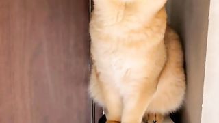 cat vlog