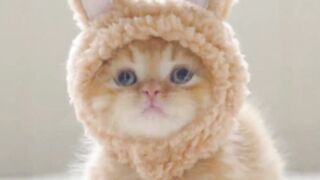 bagian 7| funny cats so pretty