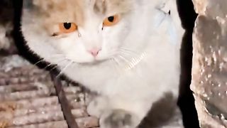 5 Minute Timer - Five Minute Cat Timer